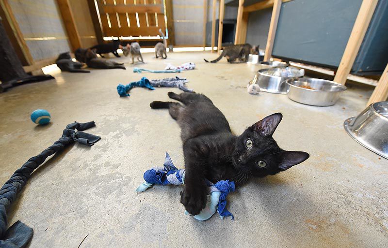 Wiregrass Humane Society accepts kittens after tragedy
